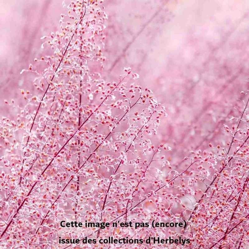 Herbe d'amour spectabilis
