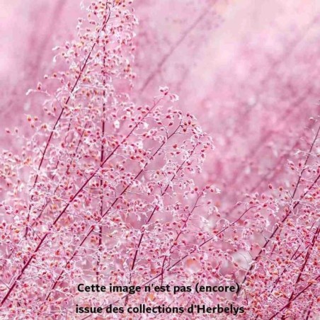 Herbe d'amour spectabilis