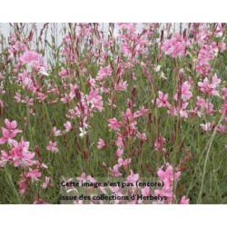 Gaura de Lindheimer Siskiyou Pink