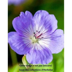 Geranium Rozanne Gerwat