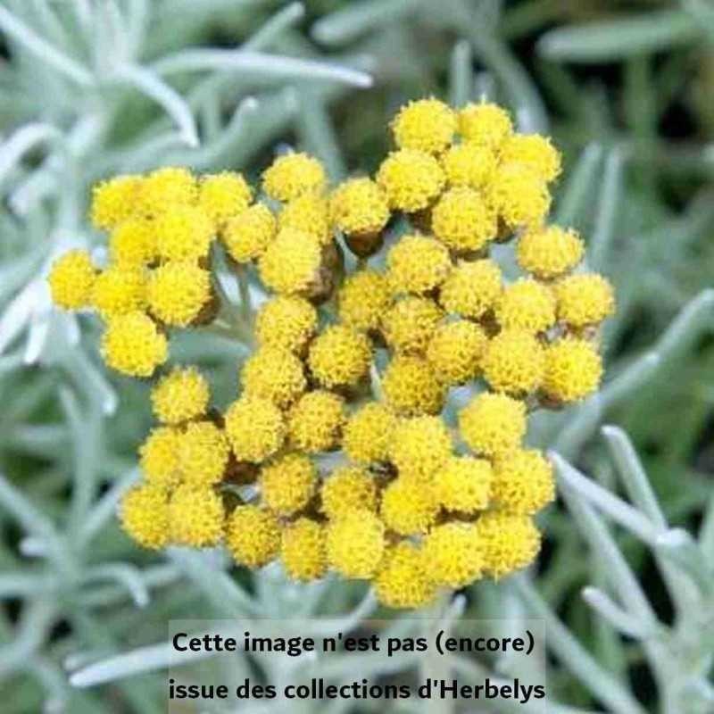 Helichrysum Tall Curry