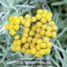 Helichrysum Tall Curry