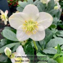 Rose de Noël