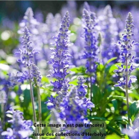 Hysope officinale