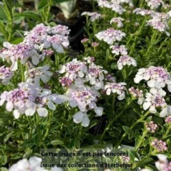 Corbeille dargnent Pink Ice