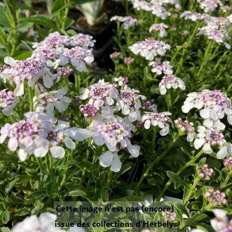 Corbeille dargnent Pink Ice