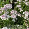 Corbeille dargnent Pink Ice