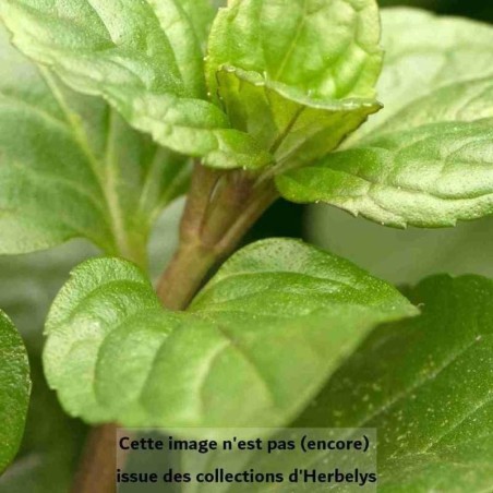 Menthe poivrée Citrata