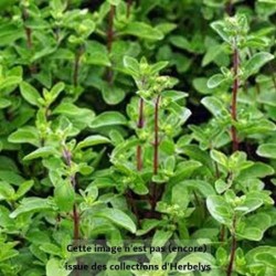 Marjolène