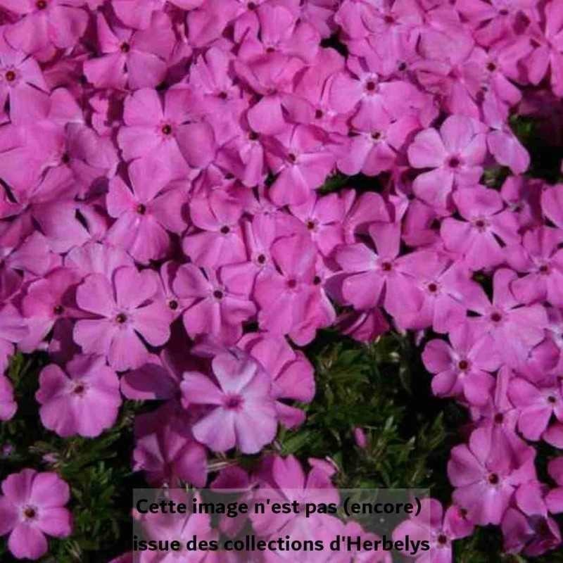 Phlox Crackerjack