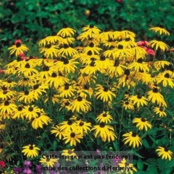 Rudbeckia Goldsturm