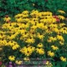 Rudbeckia Goldsturm