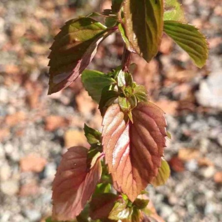 Menthe poivrée Nigra