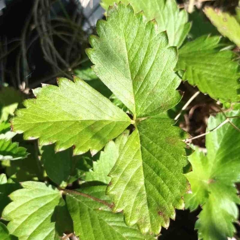 Fraise des bois