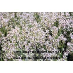 Thym au parfum dorange Fragantissimus