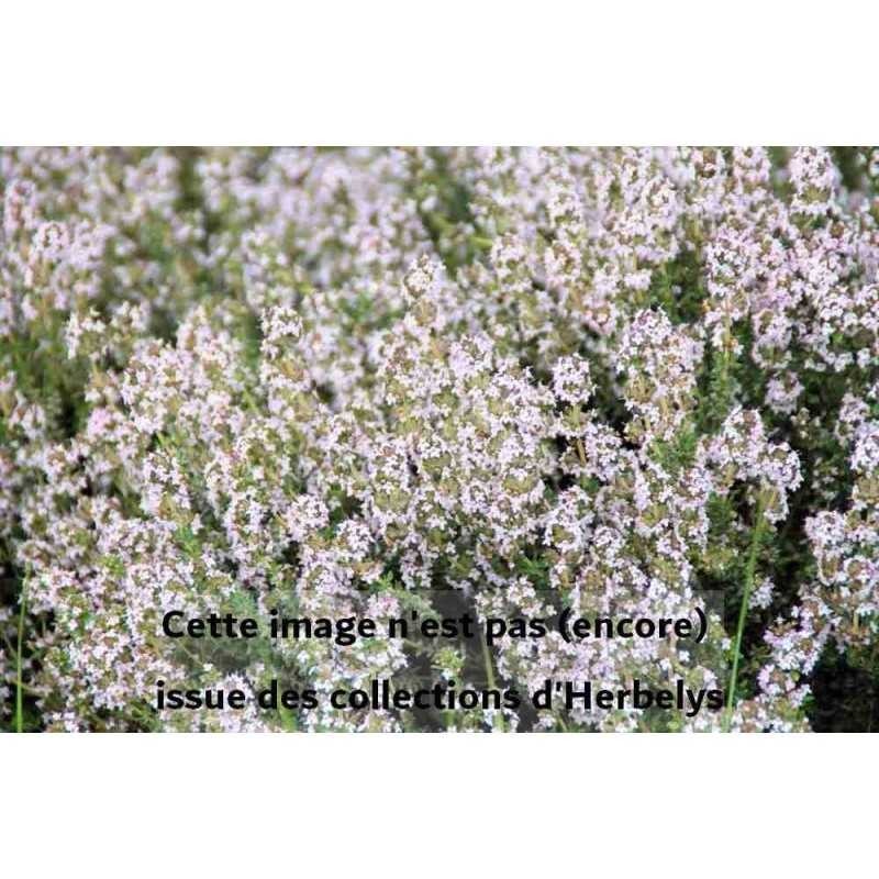 Thym au parfum dorange Fragantissimus