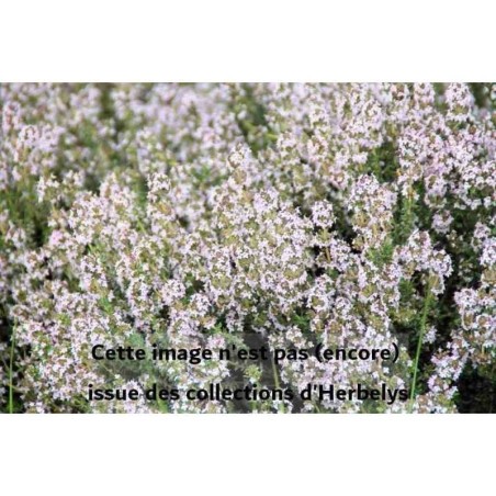 Thym au parfum dorange Fragantissimus