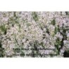 Thym au parfum dorange Fragantissimus