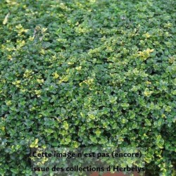 Thym citron Sambesi