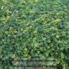 Thym citron Sambesi