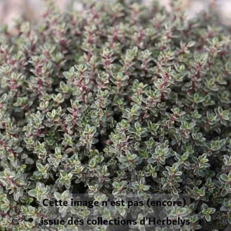 Thym citron Silver Queen