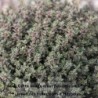 Thym citron Silver Queen