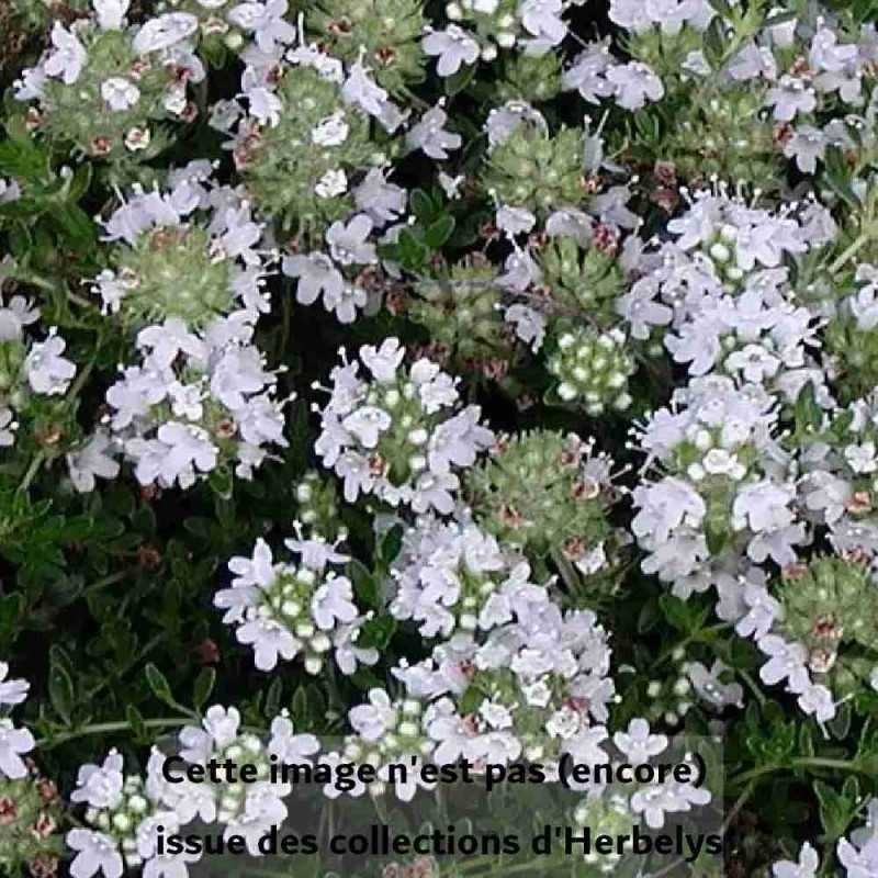 Thym couvre sol Albiflorus