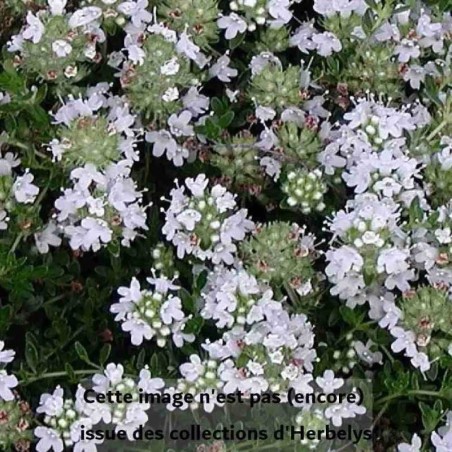 Thym couvre sol Albiflorus