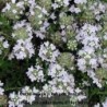 Thym couvre sol Albiflorus