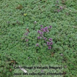 Thym couvre sol Pseudolanuginosus