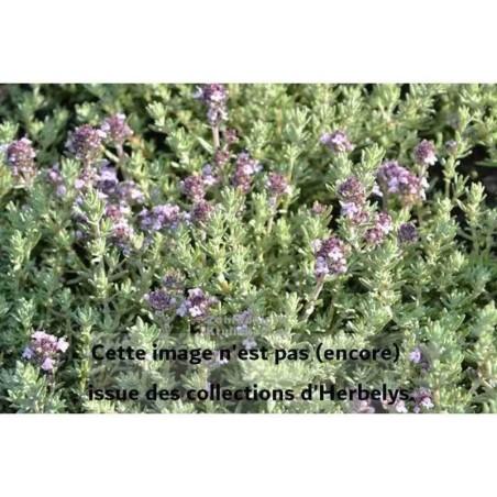 Thym Peter Davis