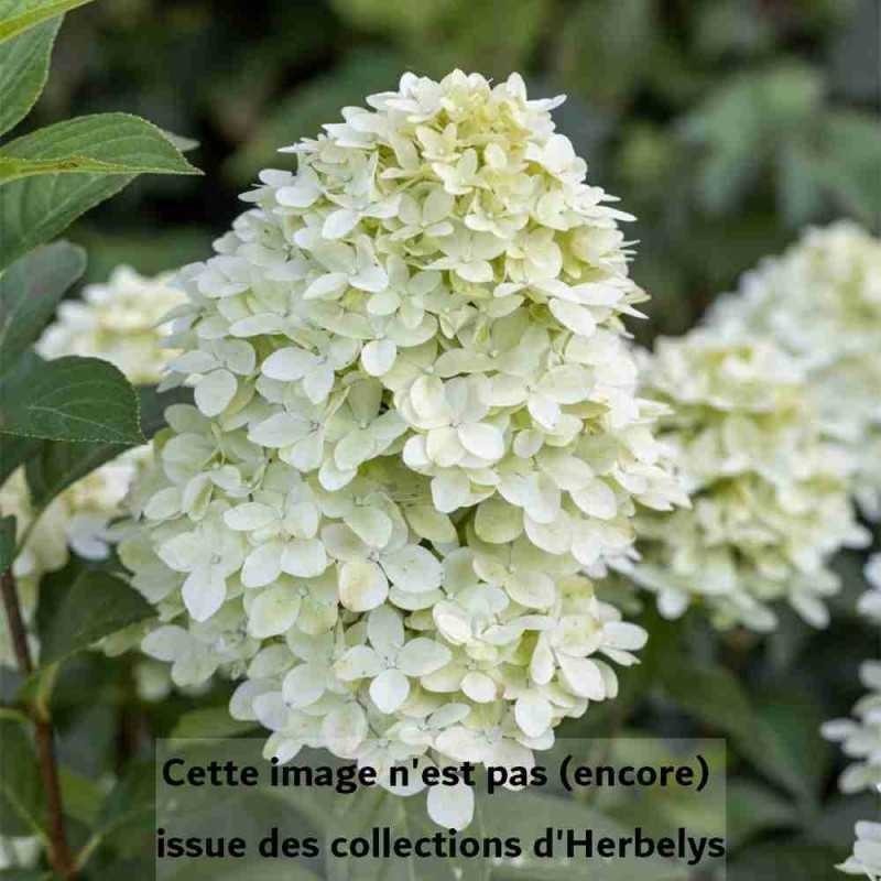 Hortensia Limelight