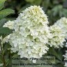 Hortensia Limelight