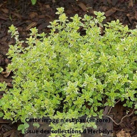 Thym citron Lemon Variegated
