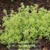 Thym citron Lemon Variegated