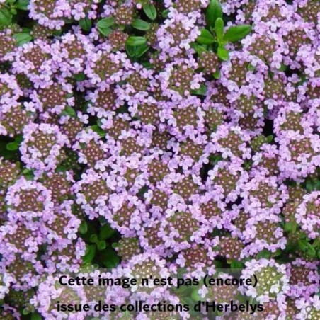 Thym Odoratus