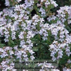 Thym commun Fleur de Provence