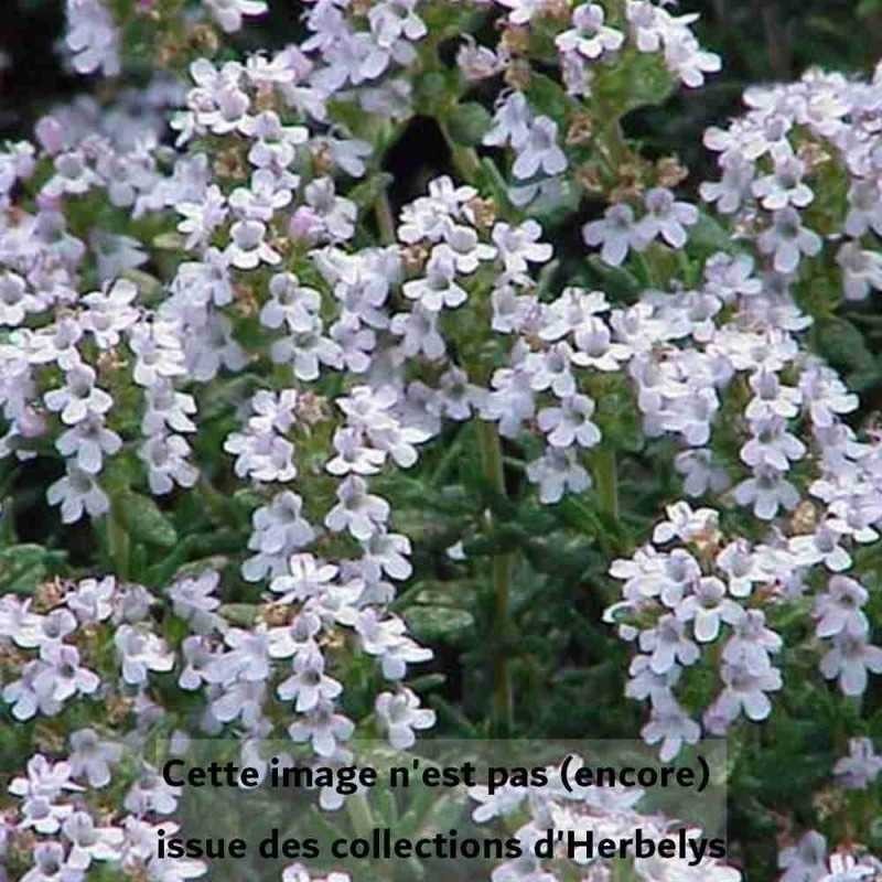 Thym commun Fleur de Provence
