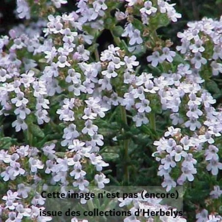 Thym commun Fleur de Provence