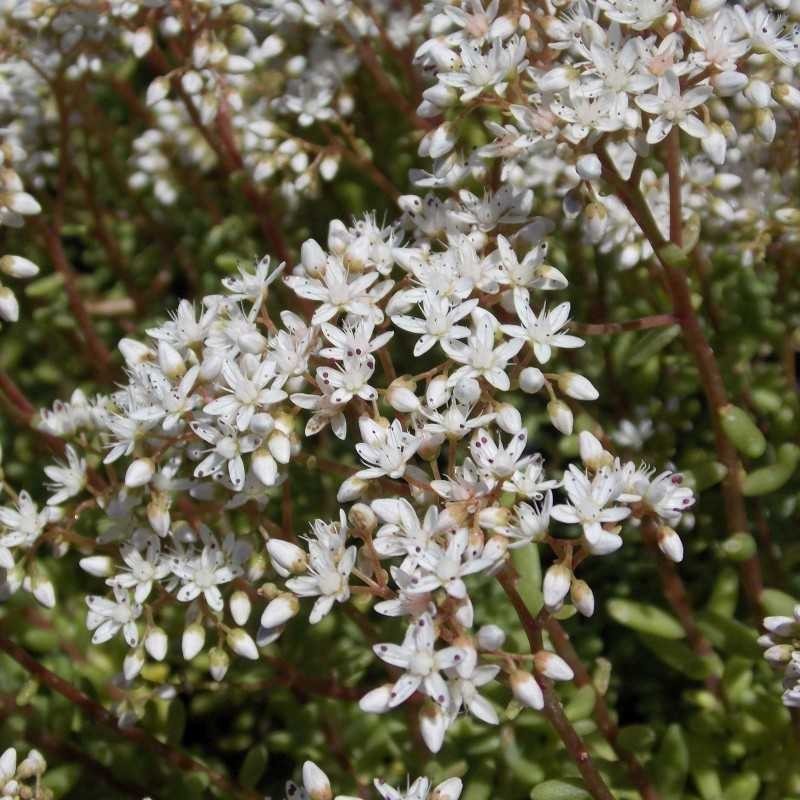 Sedum blanc