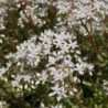 Sedum blanc