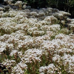 Sedum blanc