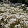 Sedum blanc