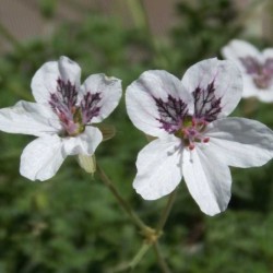 Bec de grue 'Stephanie'