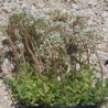 Sedum blanc