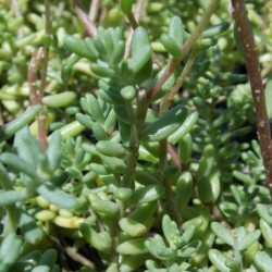 Sedum blanc