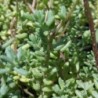 Sedum blanc