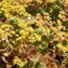 Sedum makinoi Lime
