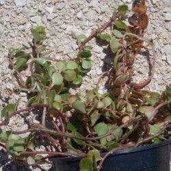 Sedum makinoi Lime