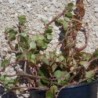 Sedum makinoi Lime
